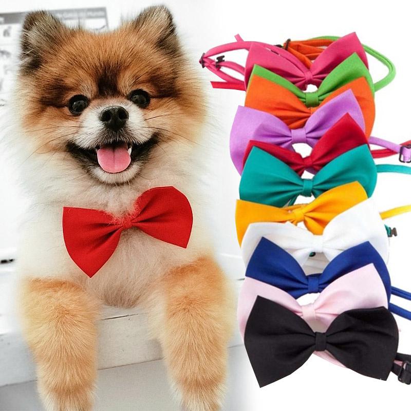 Collare con Papillon e campanellina