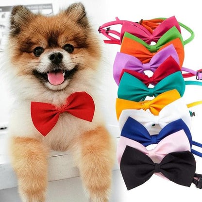 Collare con Papillon e campanellina